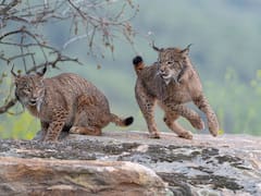 Ya es un hecho | El superdepredador ibérico que estuvo a punto de la extinción, ahora se convierte en el terror del mundo animal