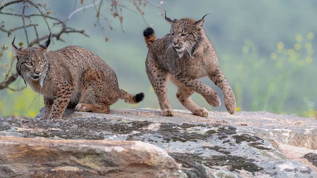 Ya es un hecho | El superdepredador ibérico que estuvo a punto de la extinción, ahora se convierte en el terror del mundo animal