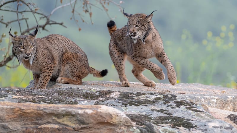 Ya es un hecho | El superdepredador ibérico que estuvo a punto de la extinción, ahora se convierte en el terror del mundo animal