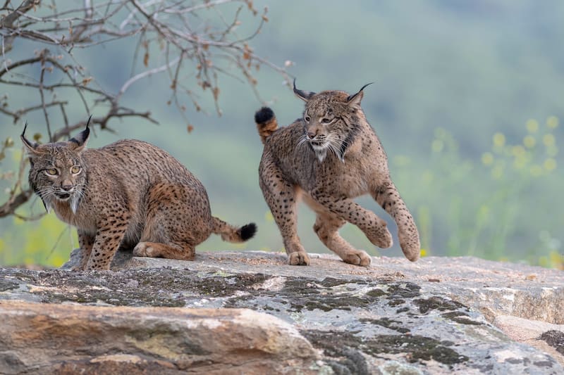 La conexión entre poblaciones de España y Portugal permite mejorar la diversidad genética y reduce el riesgo de extinción de la especie.