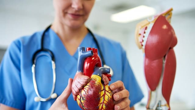 Ni caminata, ni bicicleta, ni gimnasio | El óptimo ejercicio para proteger el corazón y optimizar la circulación