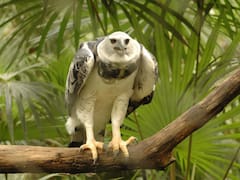 Reapareció una de las aves más poderosas de Sudamérica tras 20 años de no ser vista por ningún humano