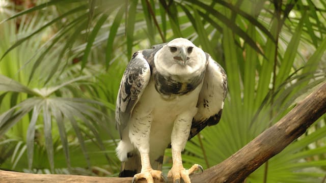 Reapareció una de las aves más poderosas de Sudamérica tras 20 años de no ser vista por ningún humano