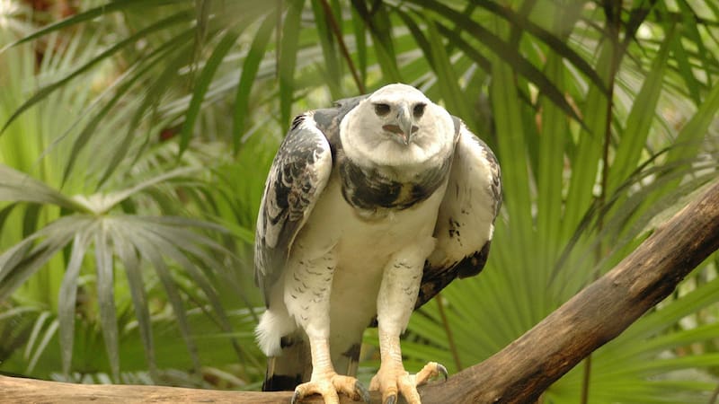 El águila harpía es conocida por su impresionante tamaño y fuerza, siendo uno de los depredadores más poderosos de las selvas de Sudamérica.