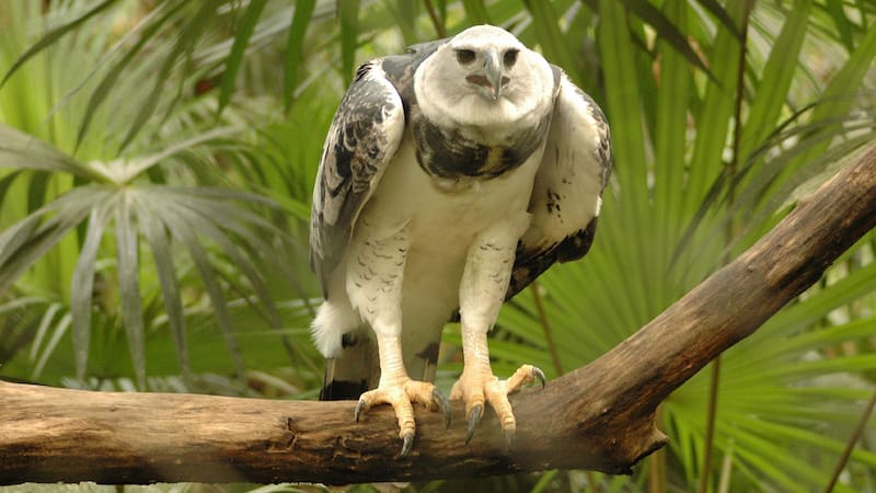 Avistaron a una de las aves más poderosas de Sudamérica: suele alimentarse de mamíferos, pero no era vista desde hace 20 años.