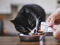 Alerta de Profeco: Gobierno analizó 54 alimentos húmedos para gatos y detectó que algunos incumplen con la ley y mienten en su declaración