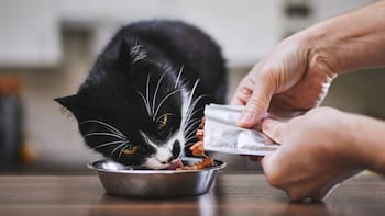 Alerta de Profeco: Gobierno analizó 54 alimentos húmedos para gatos y detectó que algunos incumplen con la ley y mienten en su declaración
