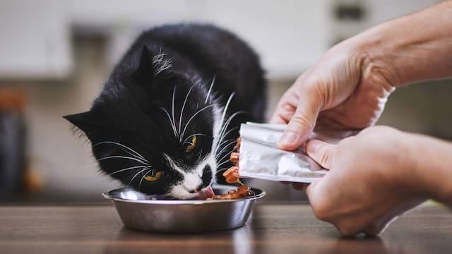 Alerta de Profeco: Gobierno analizó 54 alimentos húmedos para gatos y detectó que algunos incumplen con la ley y mienten en su declaración