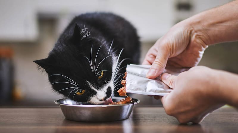 Las recomendaciones de Profeco antes de comprar alimento húmedo para gatos.