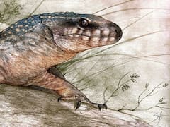 Científicos del CONICET descubren un nuevo reptil en la Patagonia que vivió hace 70 millones de años