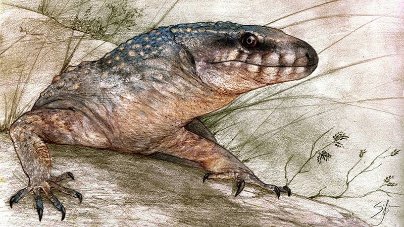 El lagarto ilustrado por Sebastian Rozadilla.
