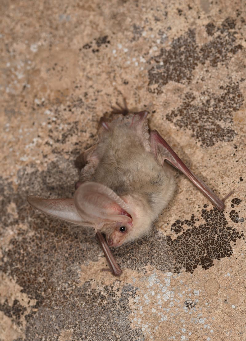 El animal que se creía extinto hace 55 años y reapareció en Asia. (Fuente: archivo)