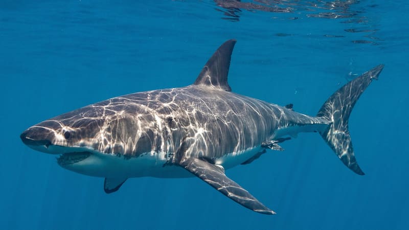 El animal que se va a extinguir en pocos años y la ciencia hace todo lo posible para salvarlo de su destino. Foto: Shutterstock