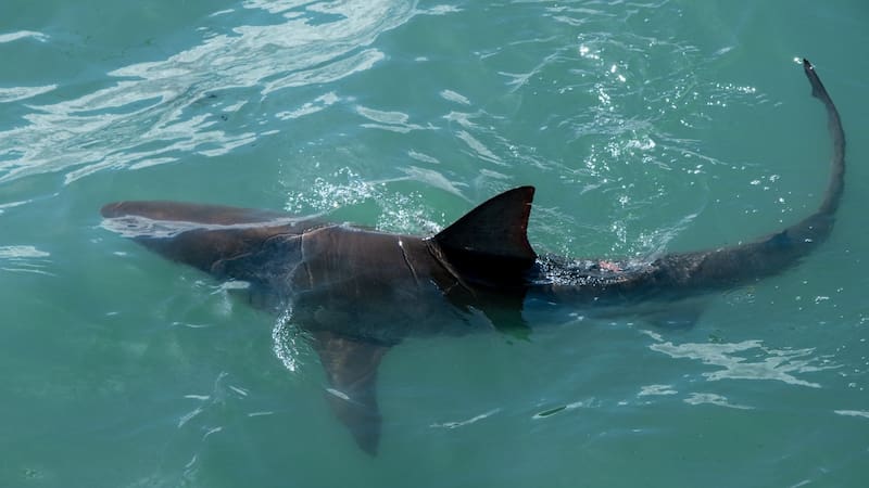 El animal que se va a extinguir en pocos años y la ciencia hace todo lo posible para salvarlo de su destino. Foto: Shutterstock