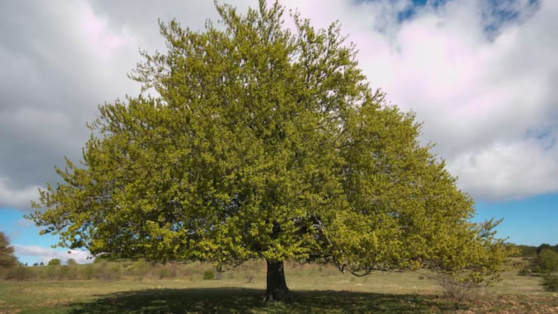 El árbol de jardín que hay que cultivar para tener sombra y frutos de por vida