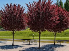 El árbol ideal para el jardín de casas chicas | No levanta el suelo, da frutos en verano y resiste la sequía