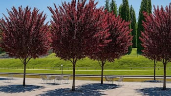 El árbol ideal para el jardín de casas chicas | No levanta el suelo, da frutos en verano y resiste la sequía