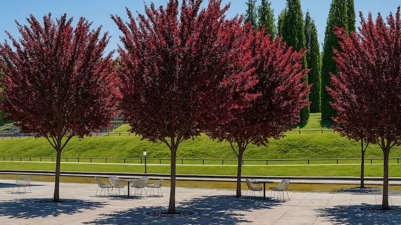 El árbol ideal para el jardín de casas chicas | No levanta el suelo, da frutos en verano y resiste la sequía