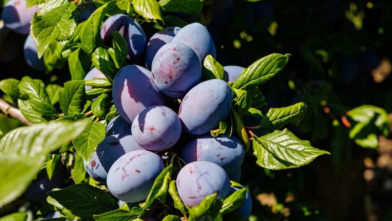 El árbol ideal para el jardín de casas chicas | No levanta el suelo, da frutos en verano y resiste la sequía