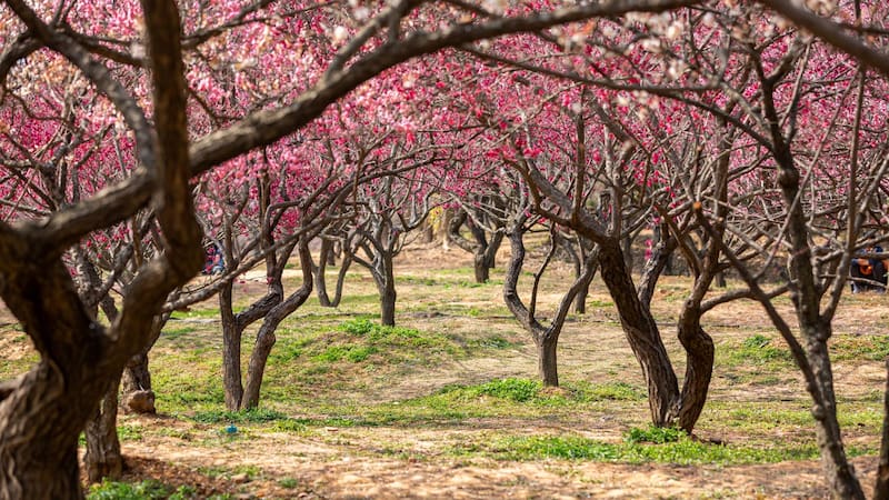 El árbol ideal para el jardín de casas chicas | No levanta el suelo, da frutos en verano y resiste la sequía