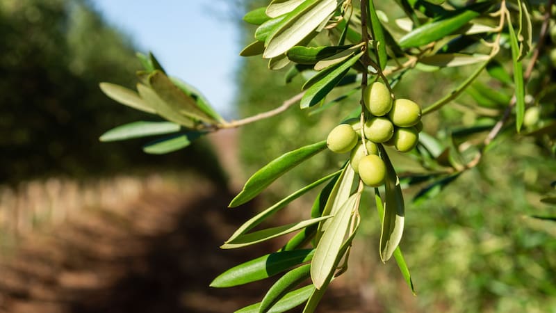 El “arca del fin del mundo” sumó un nuevo tesoro que será clave para los próximos 100 años. Foto: Shutterstock