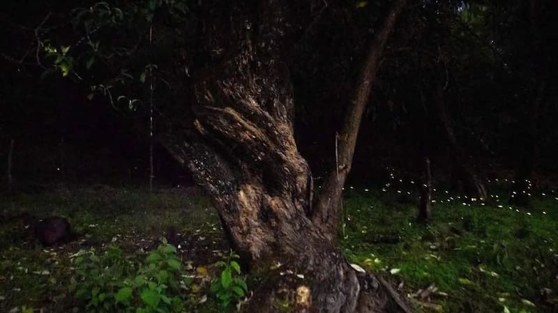 Cuándo y dónde ver las luciérngas iluminar la noche.