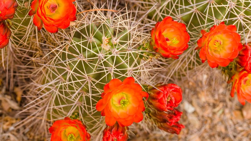 Con el riego y la luz adecuada, el cactus puede dar sus primeras flores. (Foto: Shutterstock)