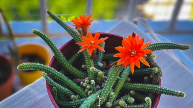 Cómo hacer para que el cactus dé flores en primavera. Foto: El Cronista