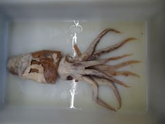 Hallan nueva especie marina después de 27 años: todo lo que no se sabe del océano profundo