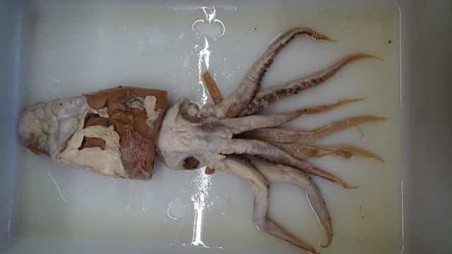 Hallan nueva especie marina después de 27 años: todo lo que no se sabe del océano profundo