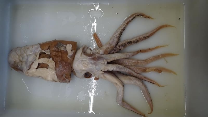 El calamar de Poseidón, un descubrimiento español en el top 10 de especies extraordinarias.