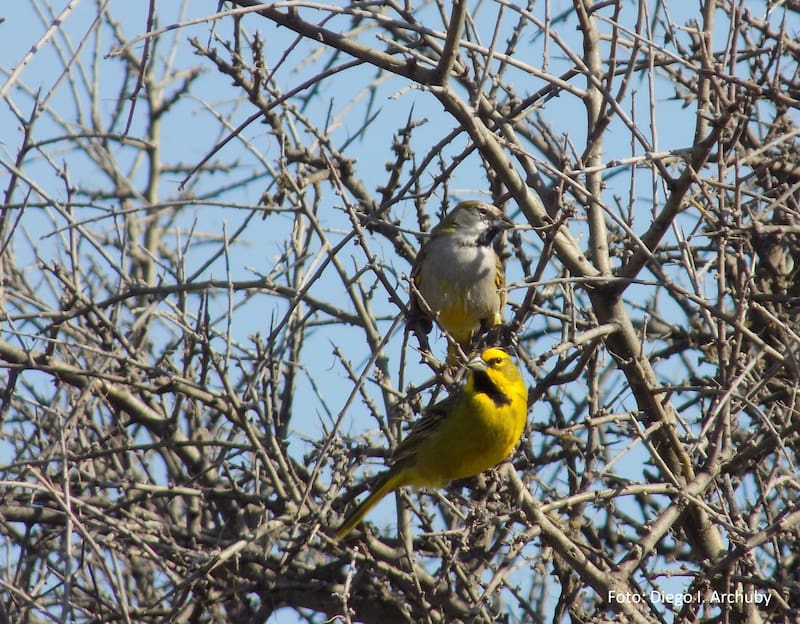 El cardenal amarillo habita en zonas del sur de Brasil, Uruguay y Argentina. (Fuente: Ministerio de Ambiente GBA)