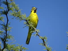 El ave milenaria latinoamericana que estaba al borde de la extinción y reapareció en su hábitat natural