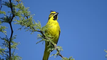 El ave milenaria latinoamericana que estaba al borde de la extinción y reapareció en su hábitat natural