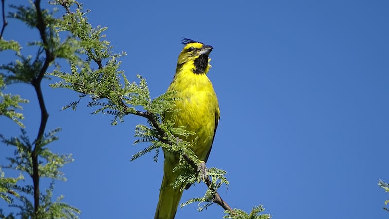 El cardenal amarillo, la especie que fue liberada y se encuentra en peligro de extinción.