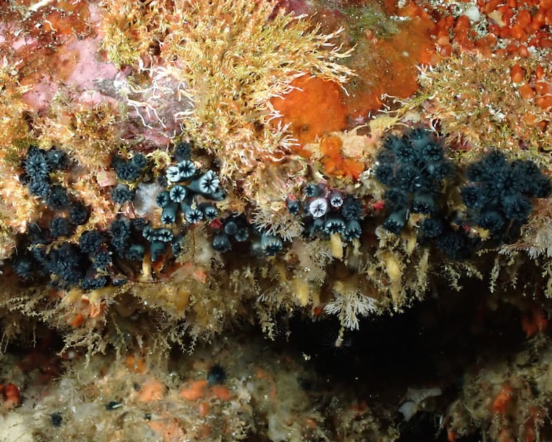 El coral que reapareció en las islas Galápagos. (Fuente: Charles Darwin Foundation)