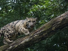 El depredador felino americano que se creía extinto hace 10 años y reapareció en su hábitat natural