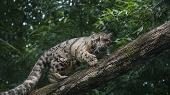 El depredador felino americano que se creía extinto hace 10 años y reapareció en su hábitat natural