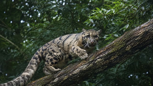 El depredador felino americano que se creía extinto hace 10 años y reapareció en su hábitat natural