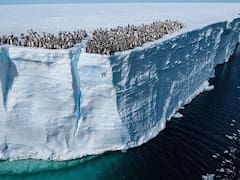 El descubrimiento del siglo. Encuentran en la Antártida animales acuáticos jamás vistos