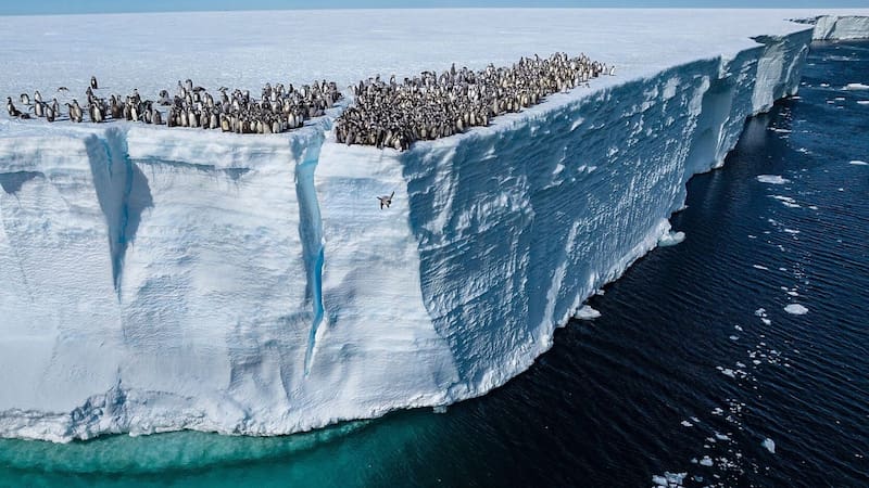 El descubrimiento del siglo: encuentran en la Antártida animales acuáticos jamás vistos. Foto: National Geographic