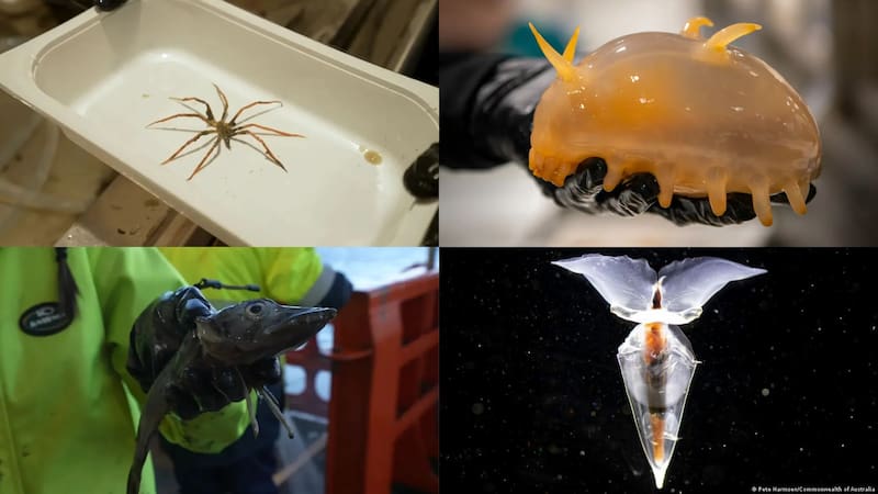 El descubrimiento del siglo: encuentran en la Antártida animales acuáticos jamás vistos. Foto: Commonwealth of Australia/AAD