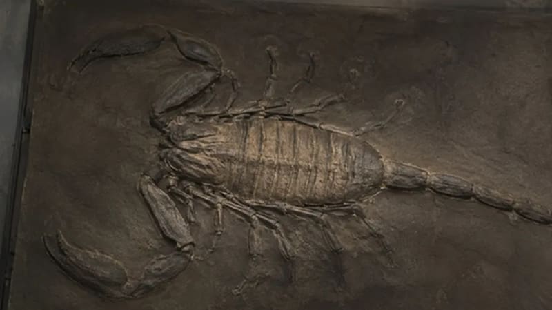 El escorpión más grande de la historia