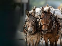 Cambia el trabajo para siempre | El Gobierno aprobó una ley que obliga a dar jubilación y descanso a los animales