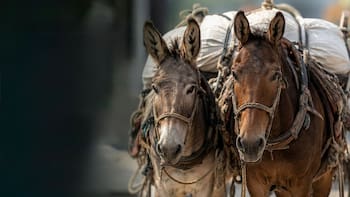 Cambia el trabajo para siempre | El Gobierno aprobó una ley que obliga a dar jubilación y descanso a los animales
