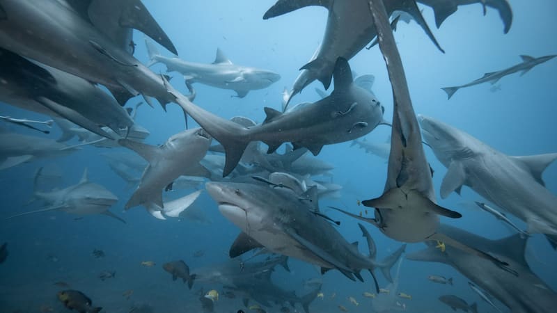 El estudio sobre un animal prehistórico que podría ayudar a tratar enfermedades sanguíneas como la leucemia. Foto: Shutterstock