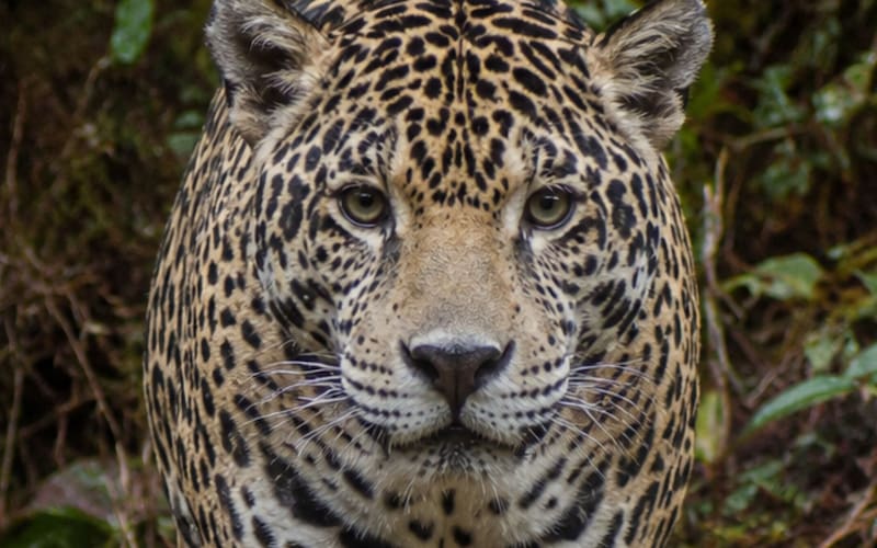El felino depredador americano que reapareció en los bosques de Honduras.