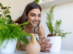 La planta asociada con la riqueza y la prosperidad recomendada por el Feng Shui: dónde colocarla para atraer buena fortuna