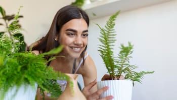 La planta asociada con la riqueza y la prosperidad recomendada por el Feng Shui: dónde colocarla para atraer buena fortuna