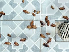 El fin de las cucarachas: el componente natural que actúa como repelente y que las elimina al instante